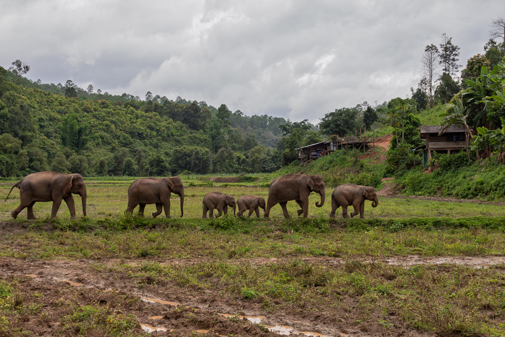 Famille d'éléphants Troupeau d'éléphants traversant un chanp dans le nord de la Thaïlande