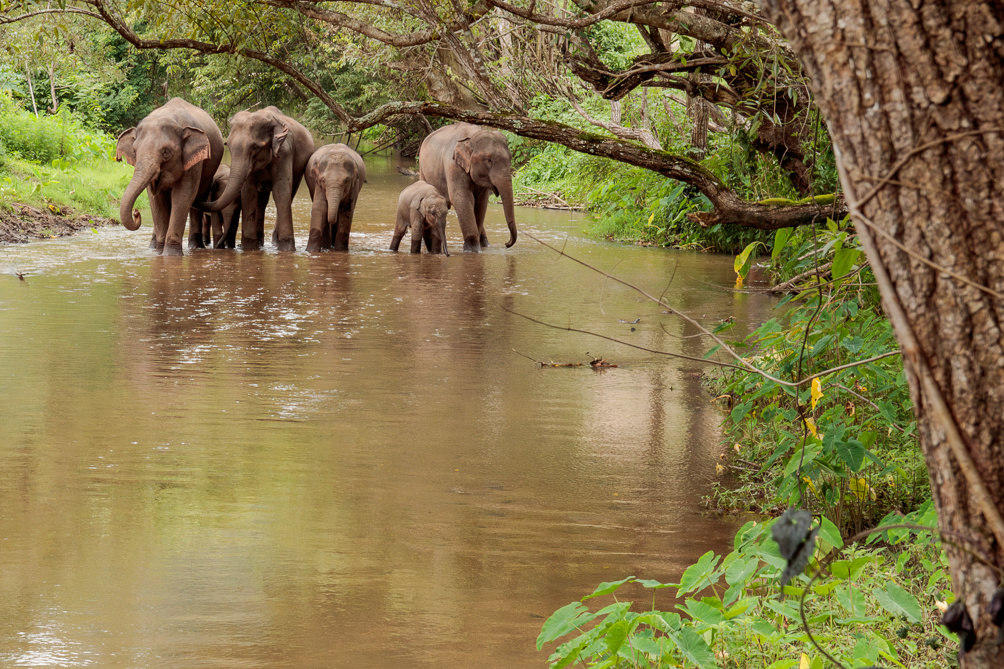 Eléphants dans la rivière Troupeau d'éléphants marchant dans une rivière au nord de la Thaïlande