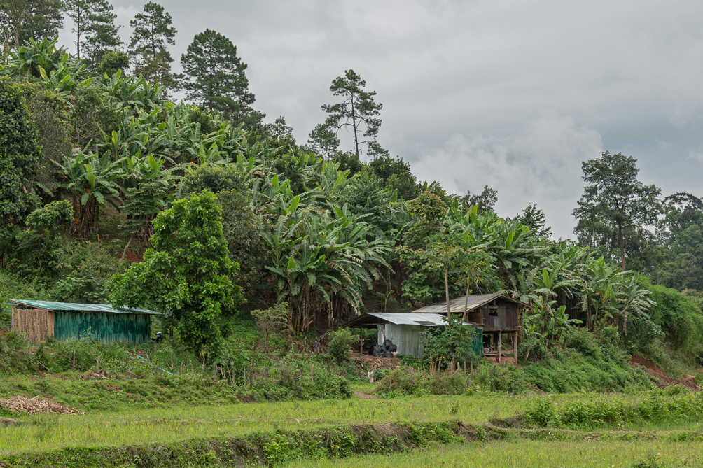 Ferme dans la jungle Ferme en bordure de jungle dans le nord de la Thaïlande