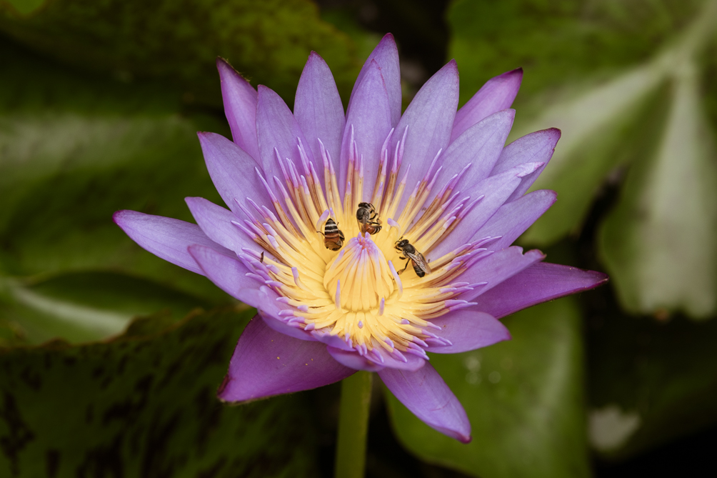 Fleur de Lotus Abeille butinant une fleur de Lotus