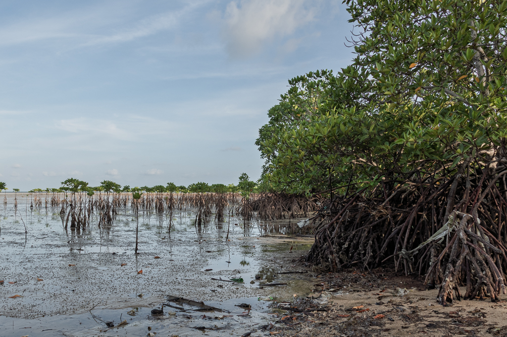 Mangrove de Ko Pha-ngan La mangrove sur une plage de Ko Pha-ngan