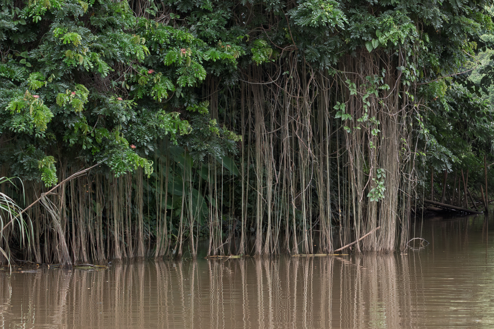 Mangroves à Chiang Mai Les mangroves sur la riviére Ping à Chiang Mai