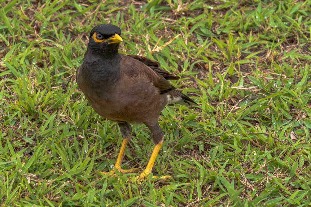 Martin triste (Acridotheres tristis) 