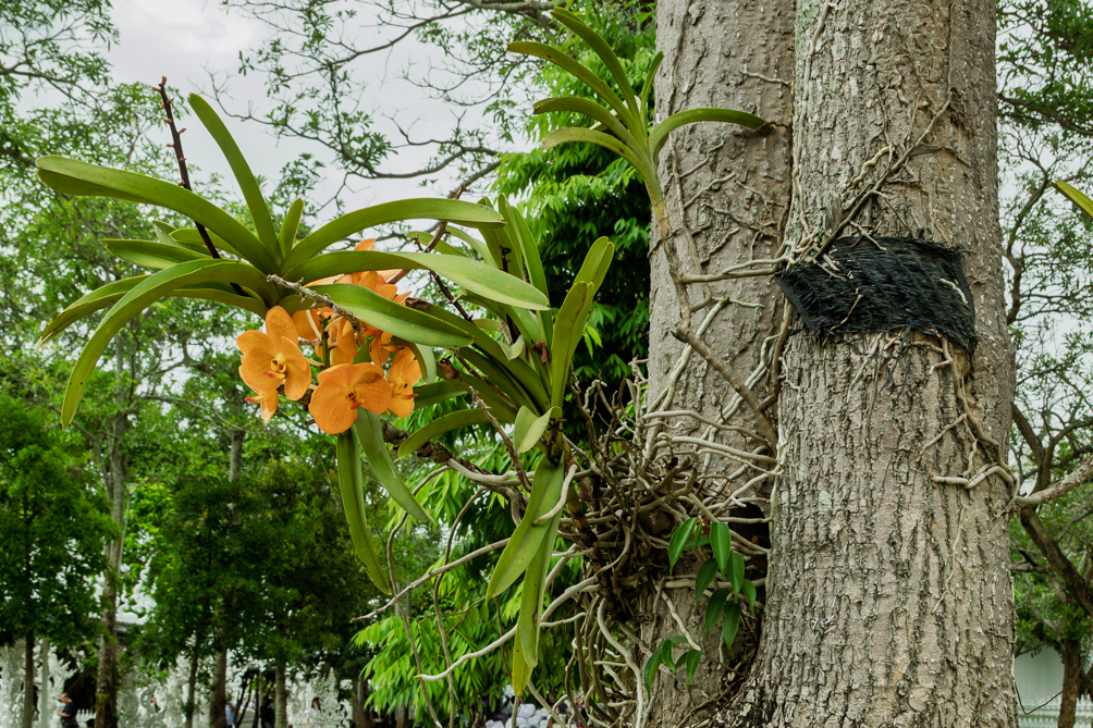 Orchidée vanda orange Orchidée vanda orange dans le parc du Wat Rong Khun