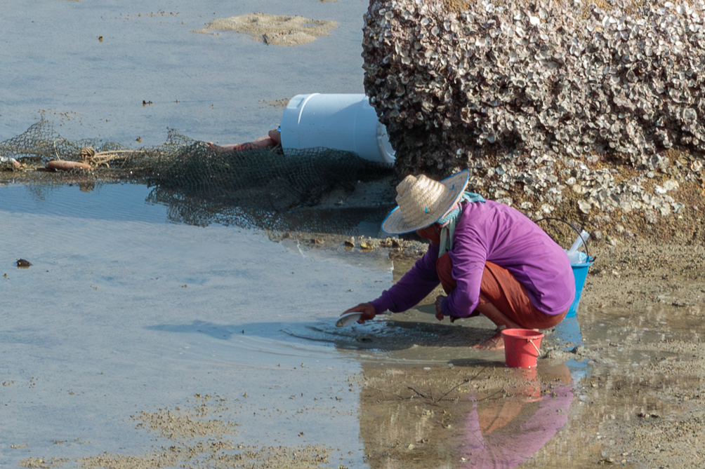 Pêcheur à pied Pêcheur à pied sur une plage de Ko Pha-ngan