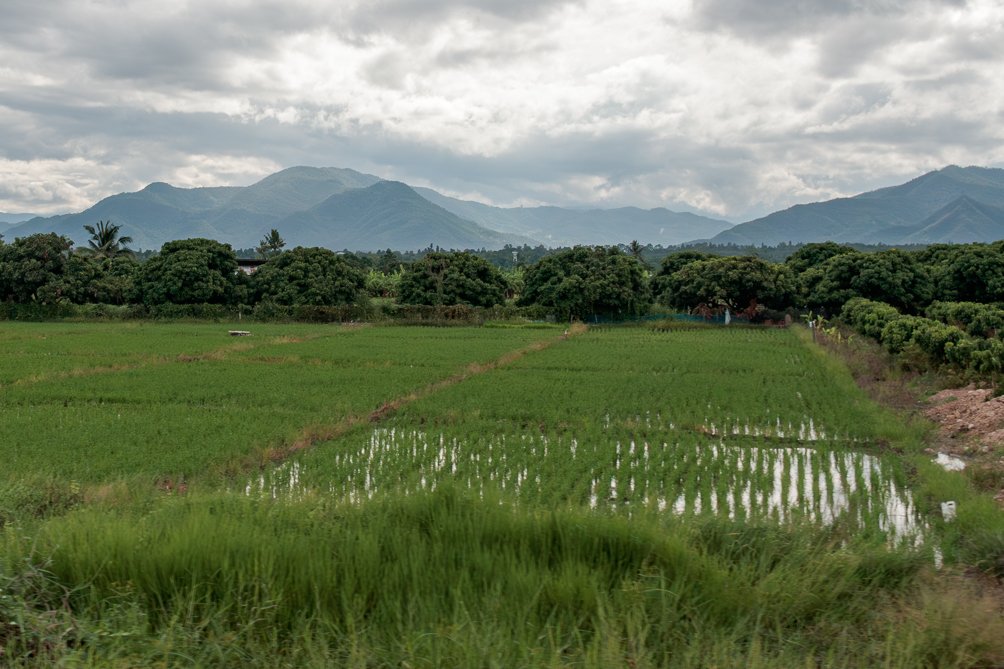 Rizières Rizières aux alentours de Chiang Mai