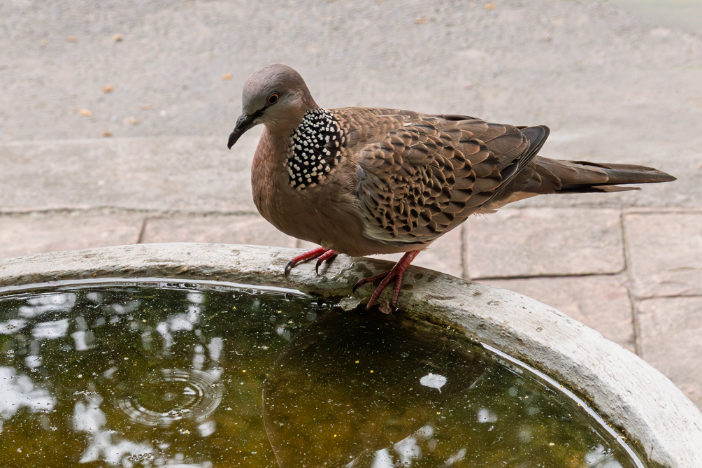Tourterelle tigrine (Spilopelia chinensis) Tourterelle tigrine dans les rues de Chiang Mai