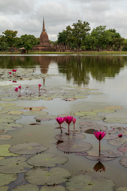 Lotus devant le Wat Sa Si Lotus devant le temple de Wat Sa Si, dans le parc historique de Sukhothai