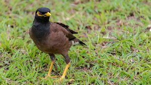 Faune