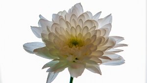 Flore